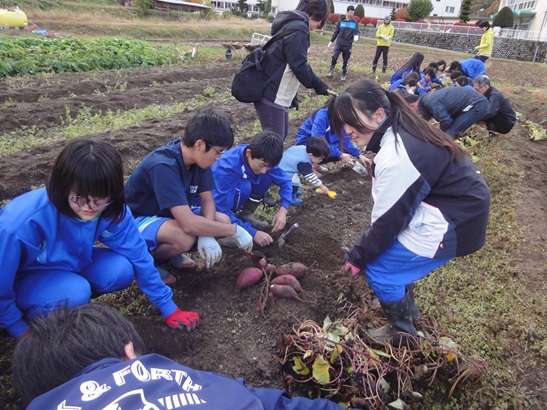 サツマイモ収穫