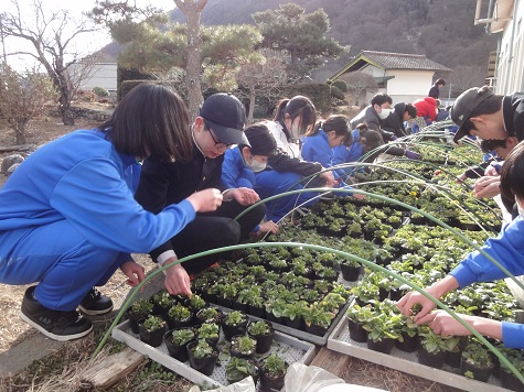 パンジーの花摘み