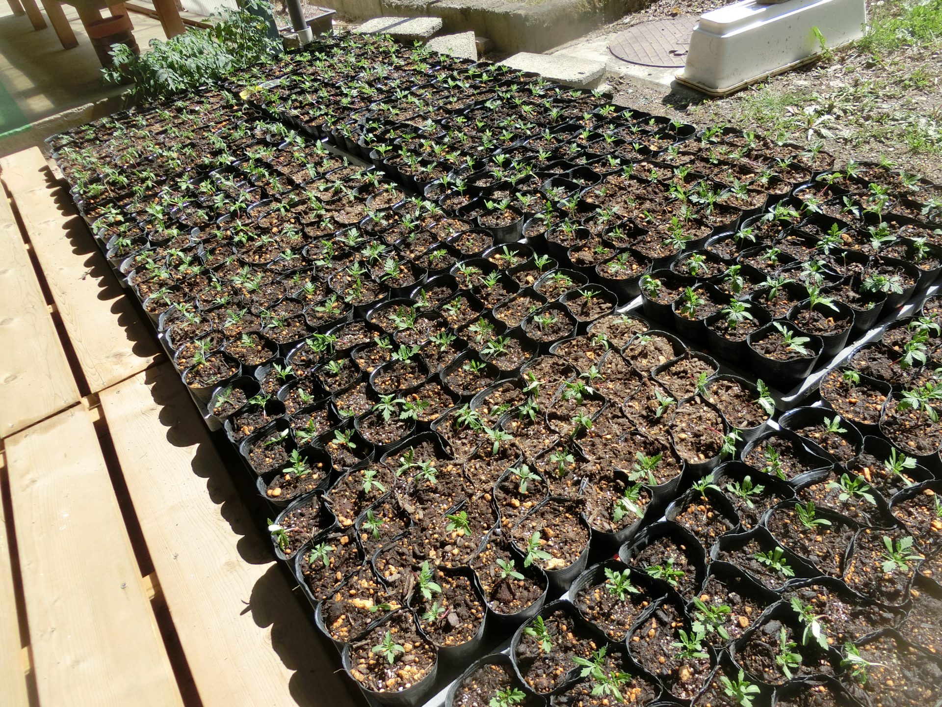 5月14日（木）マリーゴールドの植え替えを行いました