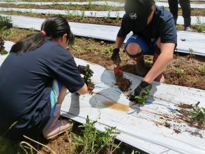 ５月22日（金）３年お茶の植え付けを行いました