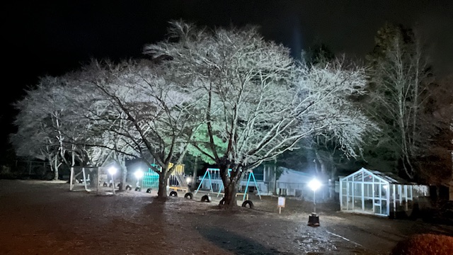 校庭の桜・ライトアップ！