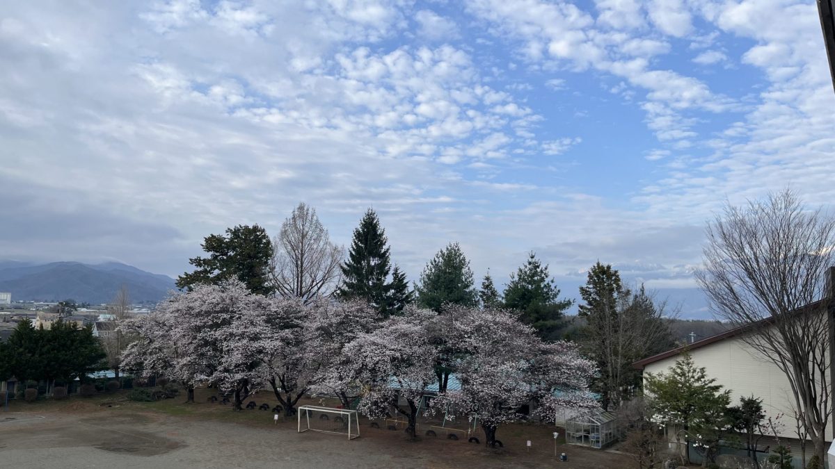 今年最後の桜…いよいよ満開へ
